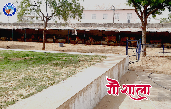 Dayanand College Ajmer | https://www.davajmer.org/infrastructure/cowshed